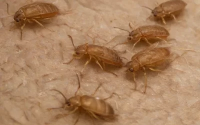 Pulgas: proteja sua casa e seu pet delas!