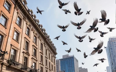 Dicas para afastar pombos