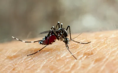 Ministério da Saúde diz que 11 estados poderão ter surto de dengue em 2020