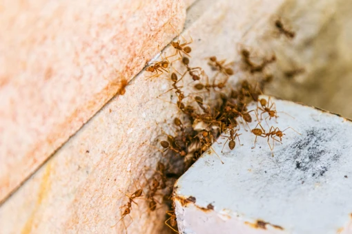 Formigas: conheça mais sobre esses insetos nada inofensivos