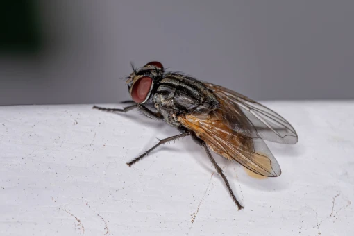 Biovet - Dedetização de moscas