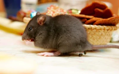 Controle de Ratos e Baratas com eficiência