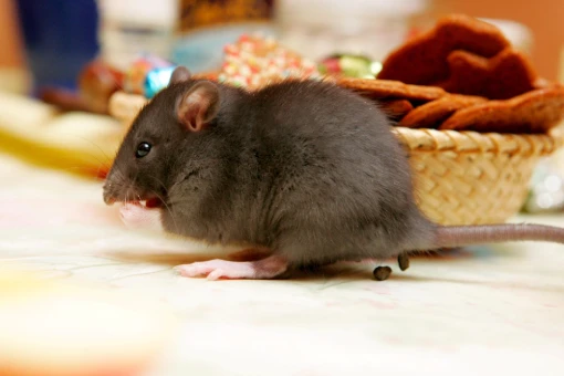 Biovet-Dedetizacao de ratos01