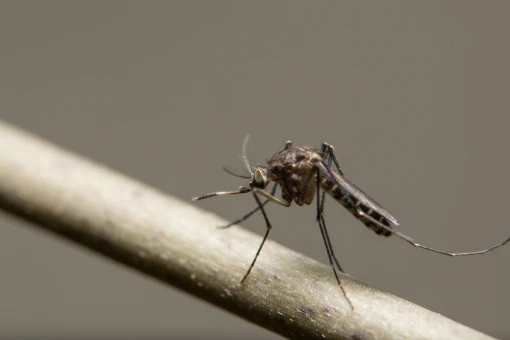 Mosquitos // Dedetização de Mosquito - Rio de Janeiro - Dengue