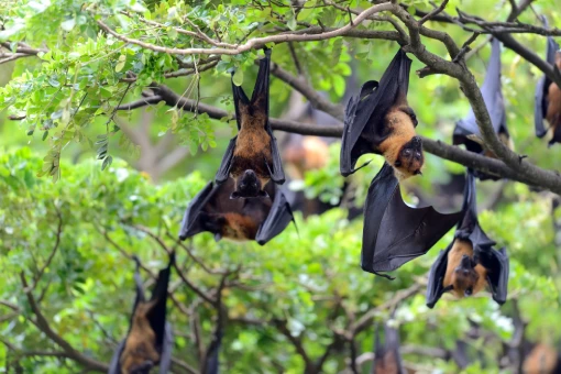 Manejo de Morcegos - Rio de Janeiro // Dedetizadora RJ - Afastar