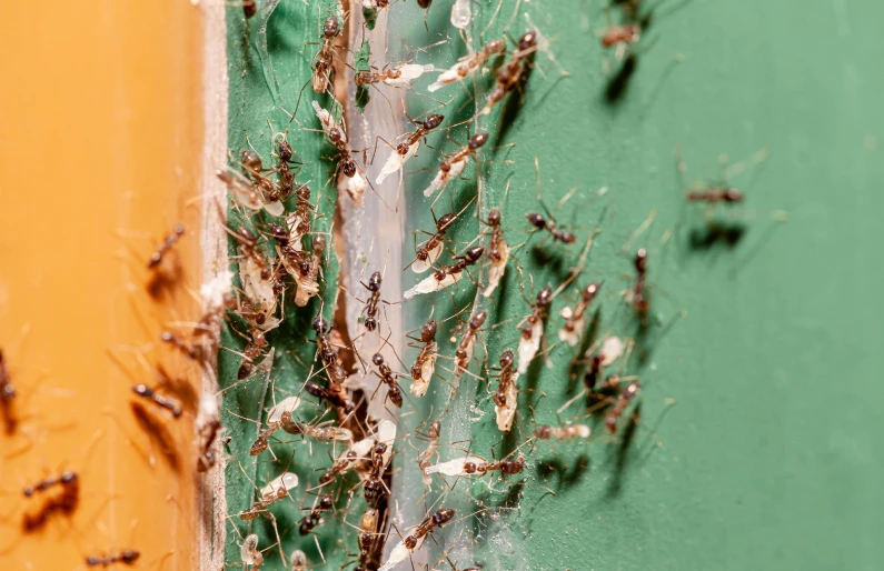 Para formigas, utiliza-se gel, inseticida liquido ou isca