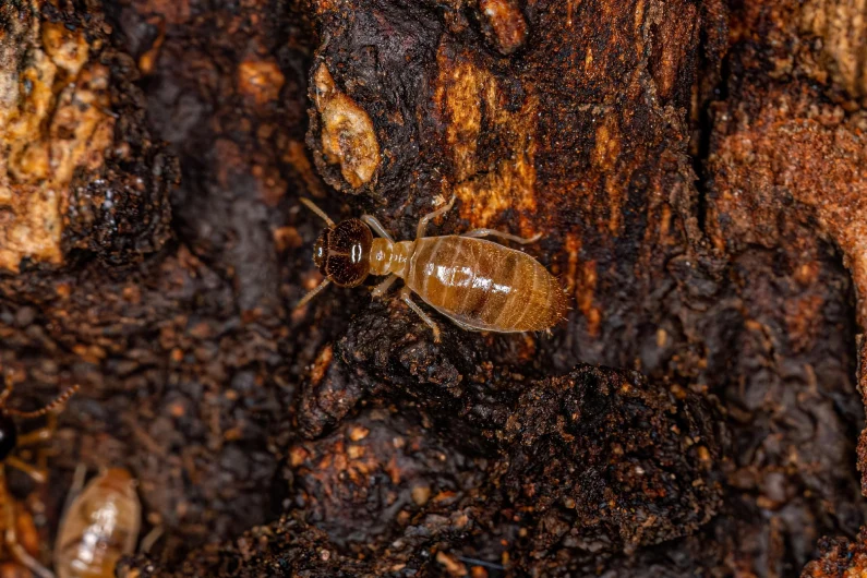 Formigas // Dedetização de Formigas - Rio de Janeiro - Afastar 