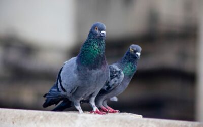 Afastamento de Pombos no Rio de Janeiro