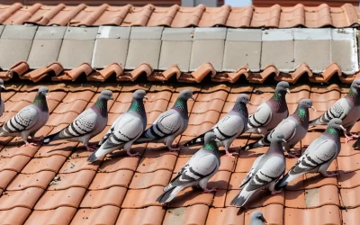 Afastamento de Pombos no Rio de Janeiro