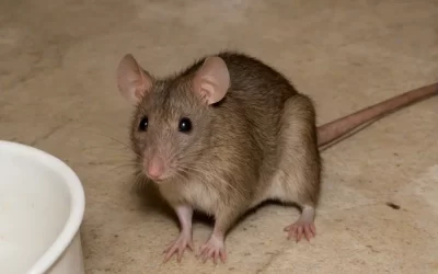 Conheça a Melhor Dedetizadora do Bairro: Qualidades e Serviços Oferecidos