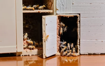 Controle de Cupins profissional: a melhor maneira de acabar com a proliferação