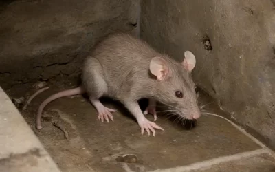 Serviços de Dedetização em Condomínio: é necessário contratar?