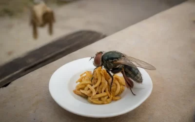 Comunicação Transparente: Informando os Moradores sobre Procedimentos de Dedetização