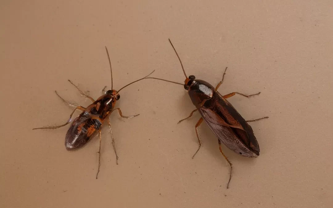Dedetização RJ: Pragas Comuns no Verão: Como Controlar Formigas em Seu Apartamento