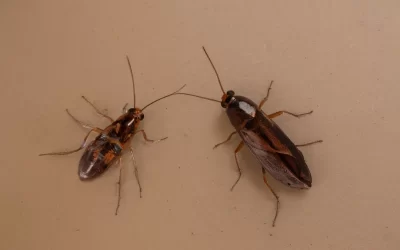 Dedetização RJ: Pragas Comuns no Verão: Como Controlar Formigas em Seu Apartamento