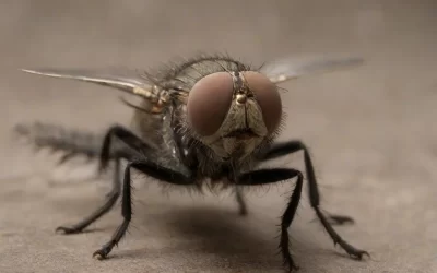 Dedetização na Barra da Tijuca: A Defesa Perfeita Contra Pragas Urbanas