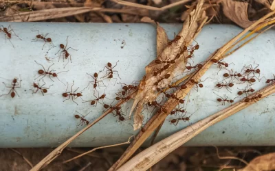 Infestação de formigas em condomínios