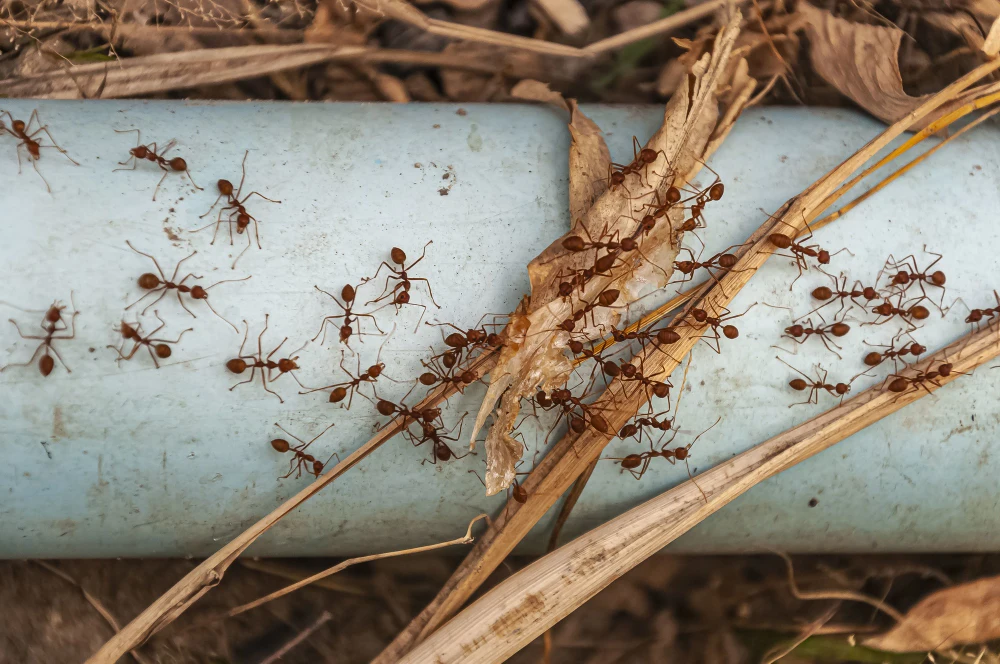 Infestação de formigas em condomínios