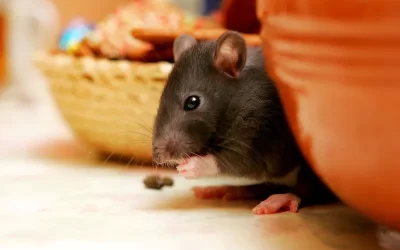 Dedetizadora RJ: evite que os ratos se abriguem no seu espaço