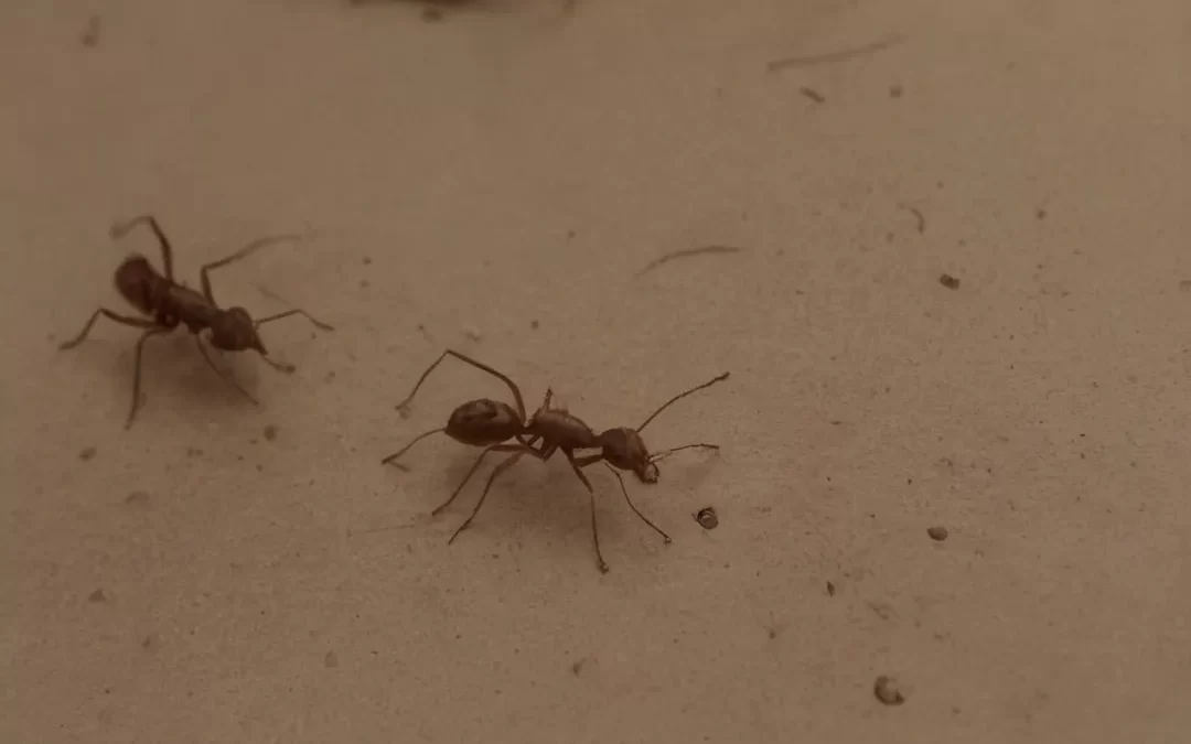 Afastar Formigas: 5 Truques Infalíveis para Manter sua Casa Livre Delas