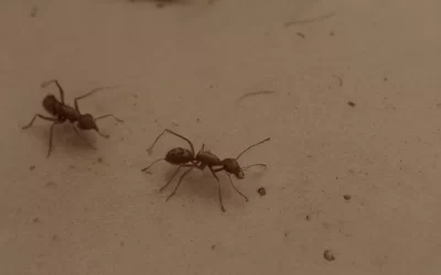 Afastar Formigas: 5 Truques Infalíveis para Manter sua Casa Livre Delas