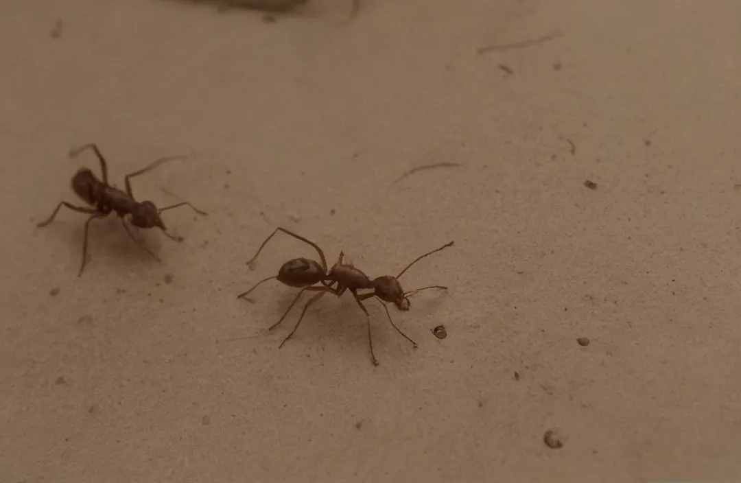 Preço da Dedetização de Formigas: Quanto Custa Proteger sua Casa? Preço da Dedetização de Formigas: Quanto Custa Proteger sua Casa?