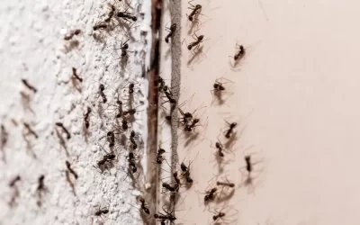 Dedetizadora no Rio de Janeiro de Formigas