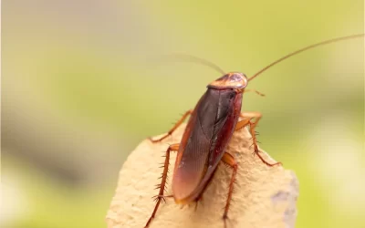 Dedetização de Baratas: O Papel das Baratas no Ecossistema