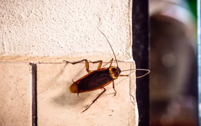 Dedetização de Baratas: Desmistificando Mitos Comuns