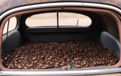 Dedetização de Baratas: Desmistificando Mitos Comuns