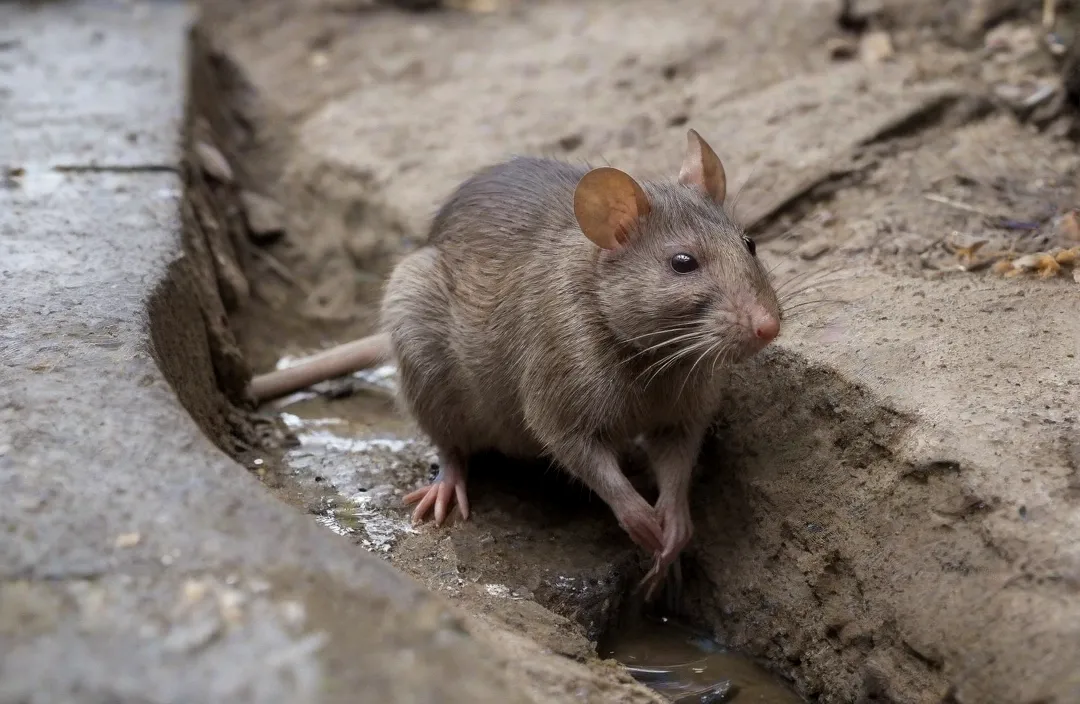 O Papel dos Funcionários no Controle de Pragas