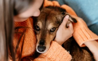 Dedetização de Pulgas: como acabar com as pulgas?