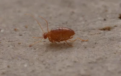 Saiba como realizar dedetização de forma segura em lares com crianças e animais