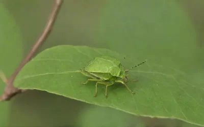 Sustentabilidade Ambiental: Abordagens Eco-friendly na Dedetização de Condomínios