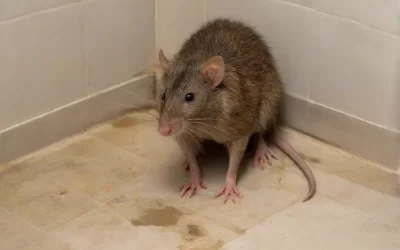 Dedetização no Flamengo: O Segredo para Manter um Condomínio Livre de Ratos