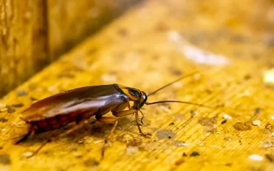 Dedetizadora em Copacabana: Como Lidar com Infestações de Baratas