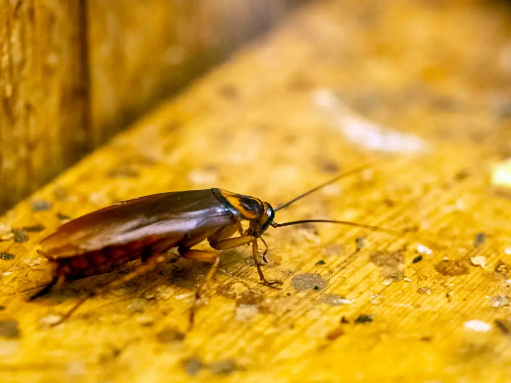 Dedetizadora em Copacabana: Como Lidar com Infestações de Baratas