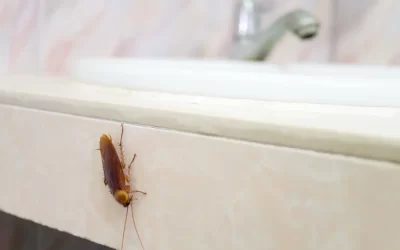 Prevenção de Infestações de Baratas em Apartamentos de Copacabana