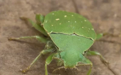 Controle de Pragas em Ambientes Externos: Jardins e Áreas Verdes