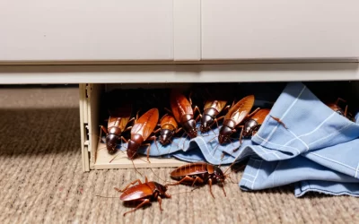 Por que a Barata Francesinha é um Problema?