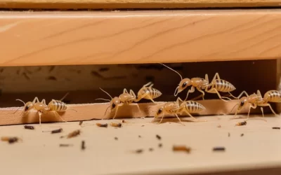 Dedetizadora no Flamengo: Quanto custa um dedetização?