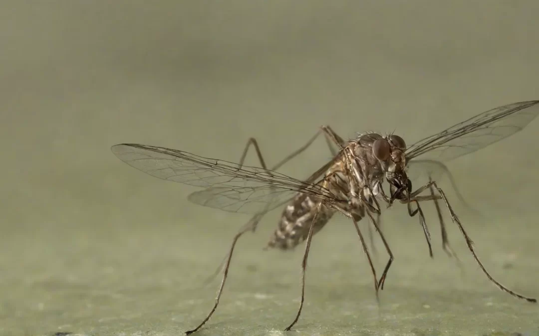 O Custo das Pragas: Como Economizar com Manutenção ao Manter seu Condomínio Livre de Infestações