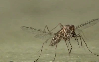 O Custo das Pragas: Como Economizar com Manutenção ao Manter seu Condomínio Livre de Infestações