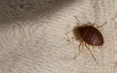 Dedetização RJ: Controle de Percevejos em Apartamentos no Verão: Como Manter-se Protegido