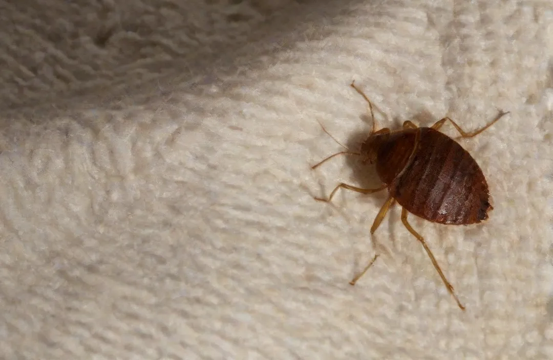 Dedetização RJ: Controle de Percevejos em Apartamentos no Verão: Como Manter-se Protegido