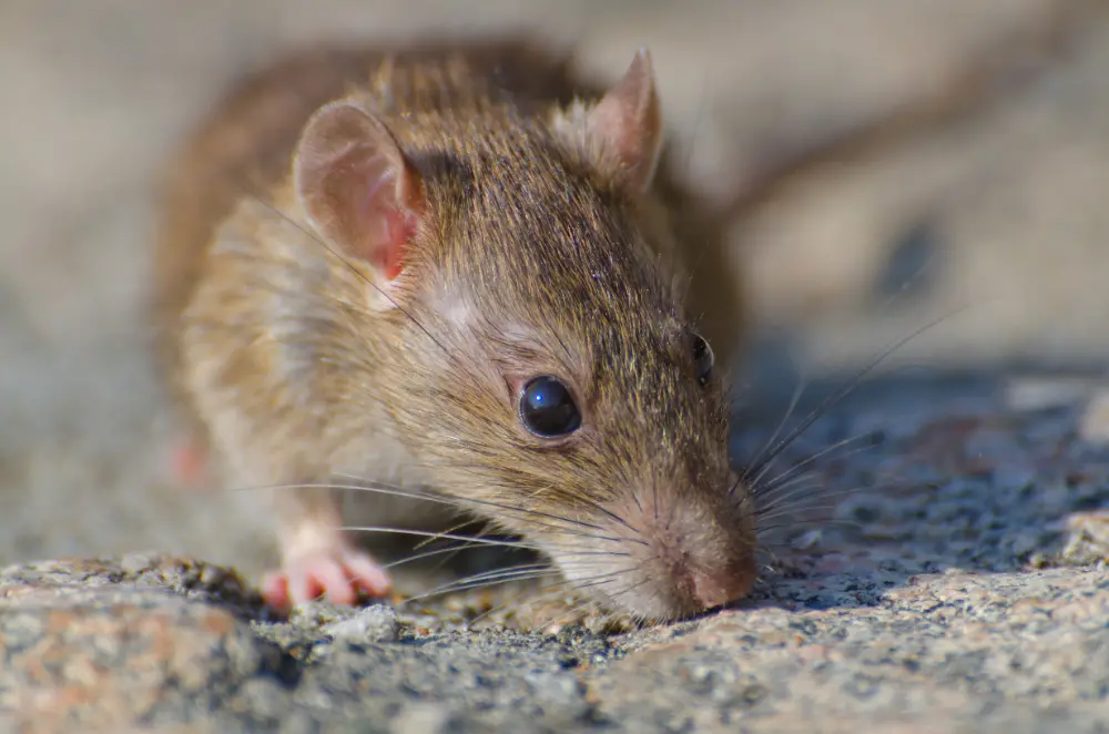 O que fazer ao encontrar ratos em casa no RJ