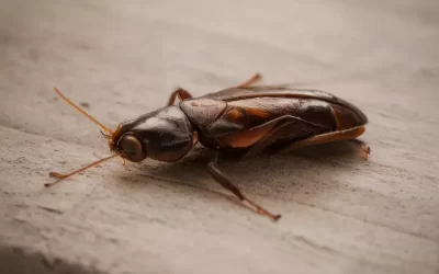 Dedetizadora RJ: A Solução Definitiva Contra as Baratas no RJ