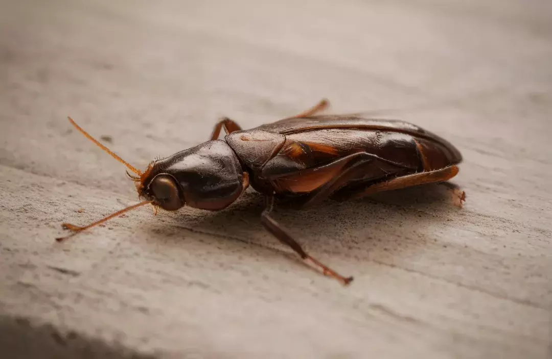 Dedetizadora RJ: A Solução Definitiva Contra as Baratas no RJ