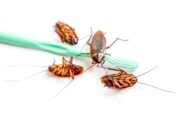 Dedetização de Baratas Francesinhas no Rio de Janeiro