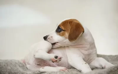 Carrapatos em Áreas Verdes: O Perigo Escondido que Pode Afetar a Saúde dos Moradores